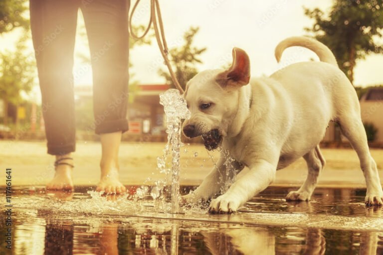Consejos para el cuidado de mascotas en verano