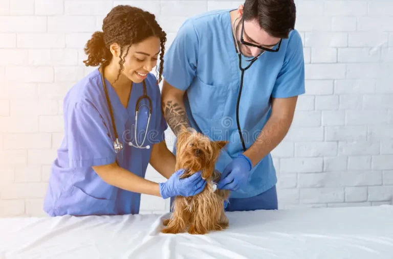 Importancia de las revisiones veterinarias